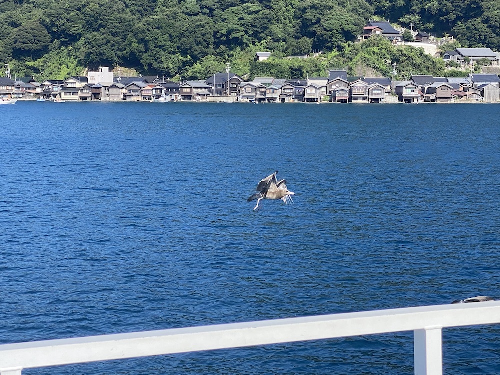 伊根の舟屋群,伊根,伊根の舟屋,伊根町,伊根ブリ,伊根湾めぐり遊覧船,かもめ,カモメ