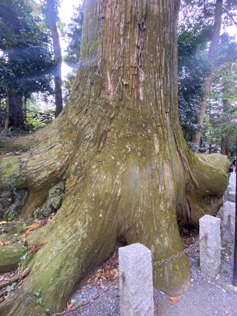 高尾山,福田健児,450歳,たこ杉,蛸杉