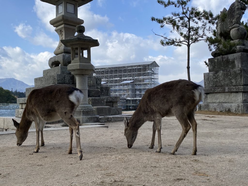 安芸の宮島,厳島,厳島神社,日本三景,世界文化遺産,大鳥居,鹿,シカ