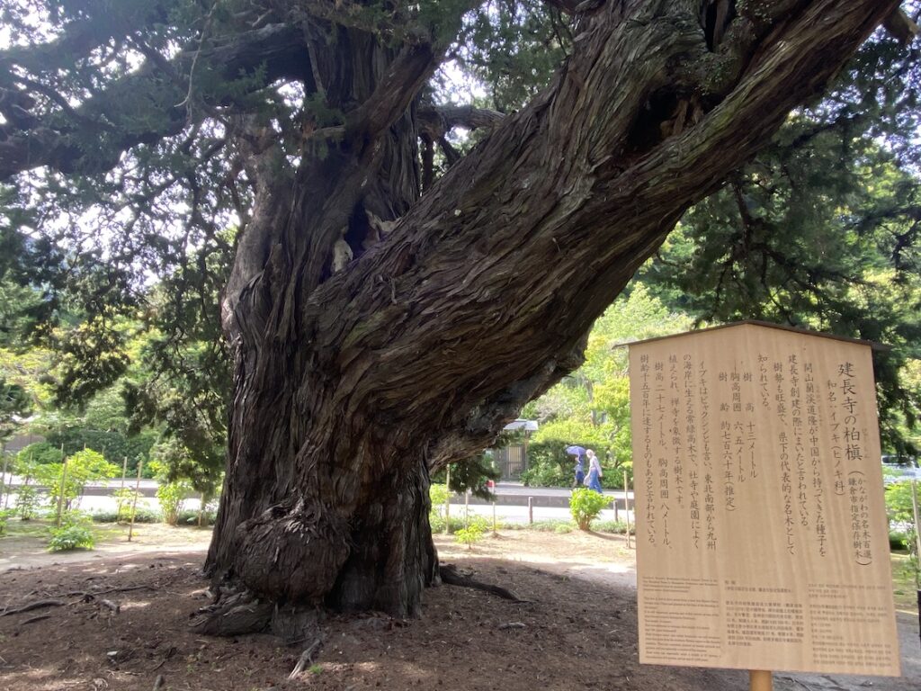 建長寺のビャクシン